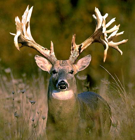 Treehugger Trubark Hd 100 Lb Gravity Whitetail Deer Feeder Three