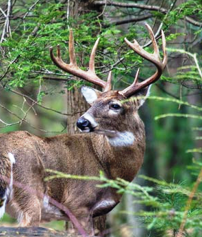 600 Lb Capacity Stand And Fill Sled Base Whitetail Trophy Deer
