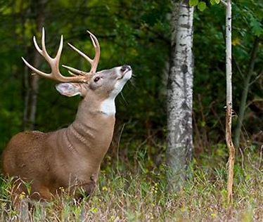 Tripod Feeder Huntsports